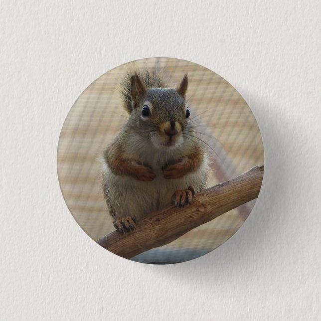 Cute Crouching Squirrel on Branch Button (Front)