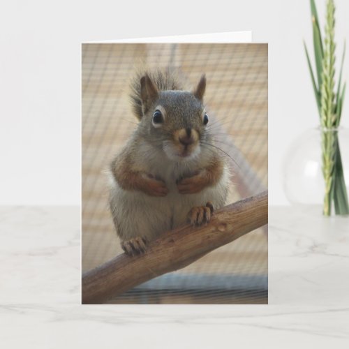 Cute Crouching Squirrel on Branch Card