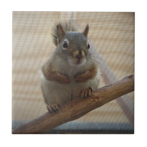Cute Crouching Squirrel on Branch Ceramic Tile
