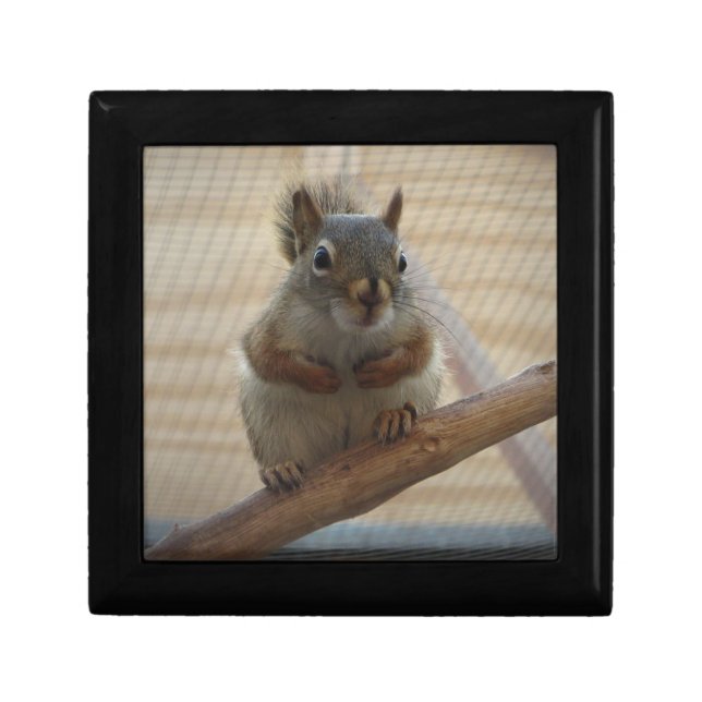 Cute Crouching Squirrel on Branch Gift Box (Front)