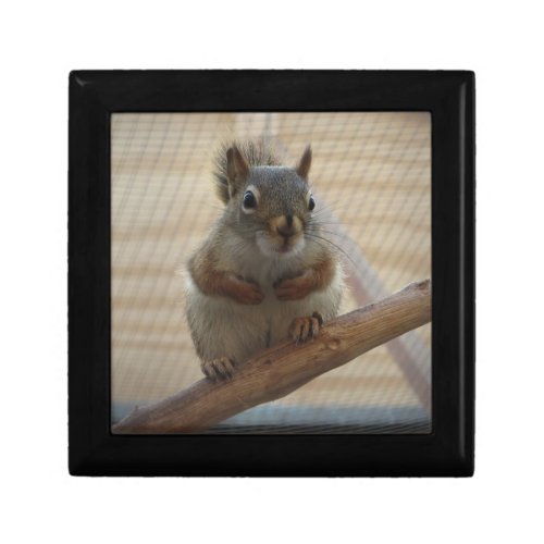 Cute Crouching Squirrel on Branch Gift Box