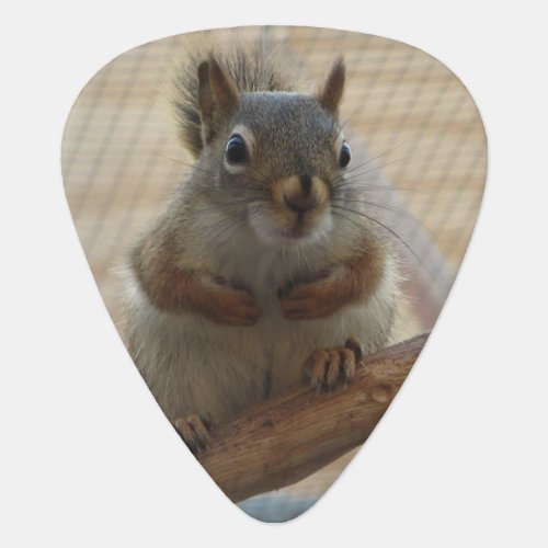 Cute Crouching Squirrel on Branch Guitar Pick
