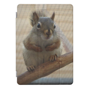 Cute Crouching Squirrel on Branch iPad Pro Cover