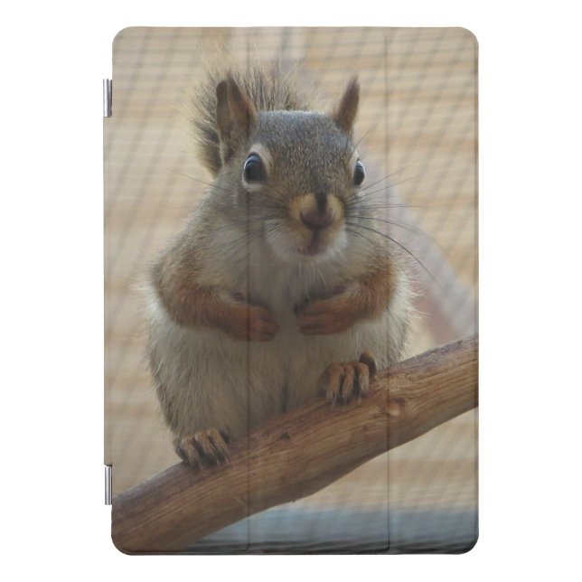Cute Crouching Squirrel on Branch iPad Pro Cover (Front)
