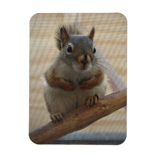 Cute Crouching Squirrel on Branch Magnet