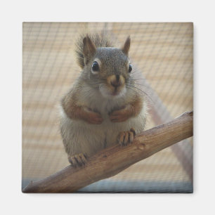 Cute Crouching Squirrel on Branch Magnet