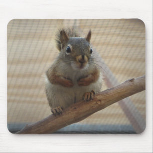 Cute Crouching Squirrel on Branch Mouse Pad