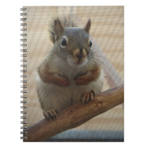 Cute Crouching Squirrel on Branch Notebook