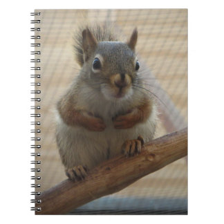 Cute Crouching Squirrel on Branch Notebook