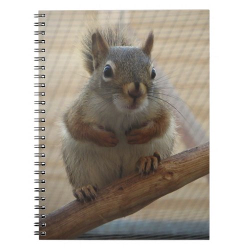 Cute Crouching Squirrel on Branch Notebook