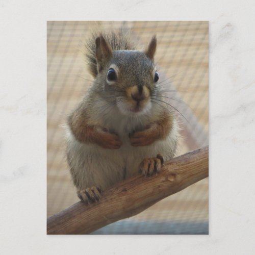 Cute Crouching Squirrel on Branch Postcard