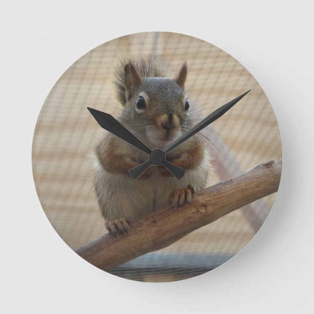 Cute Crouching Squirrel on Branch Round Clock (Front)