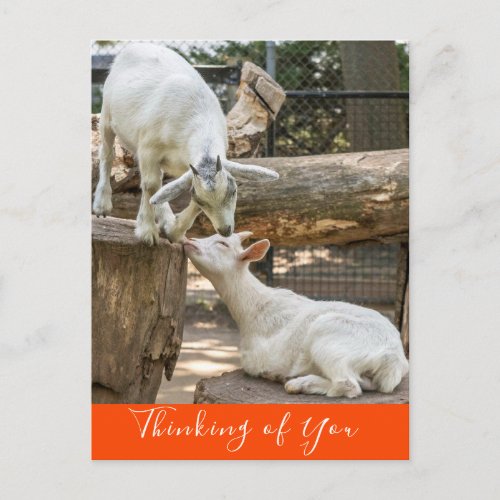 Cute Cuddling Goats Thinking of You Postcard