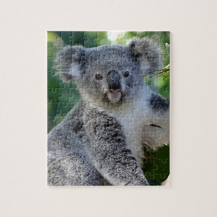cute cuddly koala