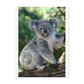 Cute cuddly Australian koala Postcard