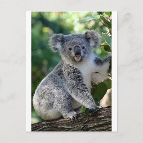 Cute cuddly Australian koala Postcard