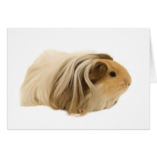 Cute Cuddly Cavy Cards (Front Horizontal)