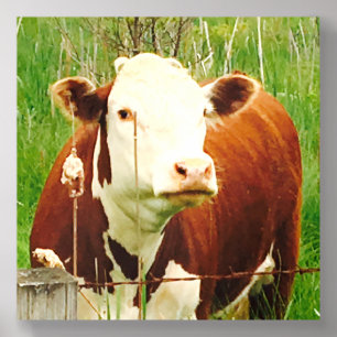 Cute Cuddly Cow Friend 4Jeremy Acrylic Photo Tile
