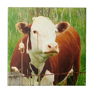 Cute Cuddly Cow Friend 4Jeremy Ceramic Tile