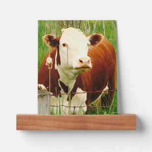Cute Cuddly Cow Friend 4Jeremy Picture Ledge