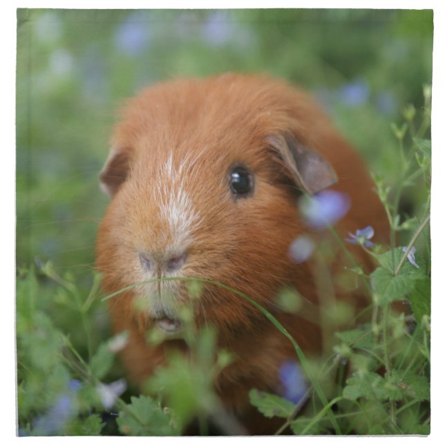 Cute cuddly ginger guinea pig outside on grass cloth napkin (Front)