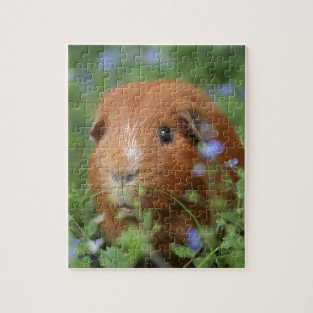 Cute cuddly ginger guinea pig outside on grass jigsaw puzzle (Vertical)