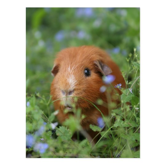 Cute cuddly ginger guinea pig outside on grass postcard