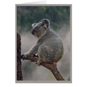 Cute Cuddly Koala Bear Animal Fun Birthday Cards