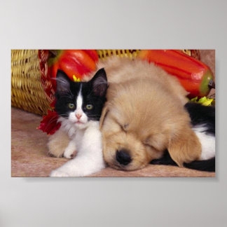Cute cuddly pets poster