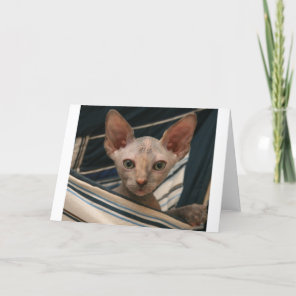 Cute curios sphynx kitten card
