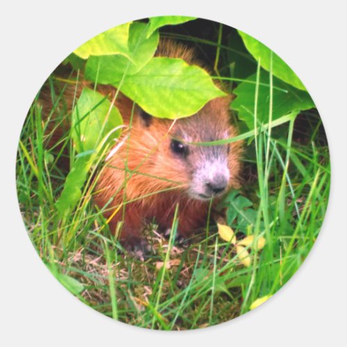 Cute Curious Baby Groundhog Woodchuck Classic Round Sticker