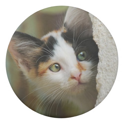 Cute Curious Cat Kitten Prying Eyes Head Photo Pet Eraser