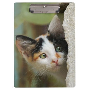 Cute Curious Cat Kitten Prying Eyes Portrait Photo Clipboard by Kathom_Photo at Zazzle