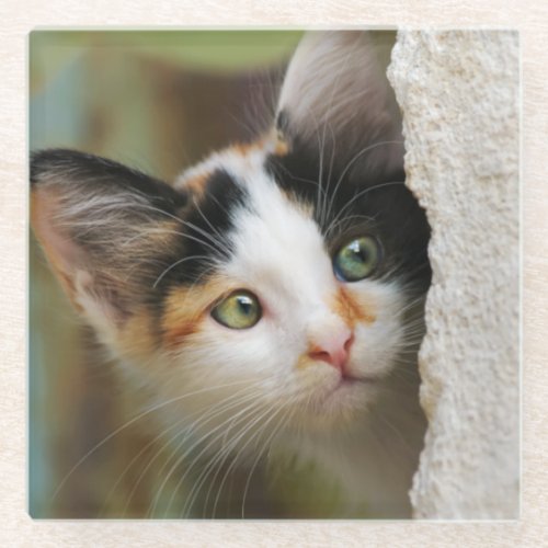 Cute Curious Cat Kitten Prying Eyes Portrait Photo Glass Coaster