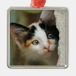 Cute Curious Cat Kitten Prying Eyes Portrait Photo Metal Ornament