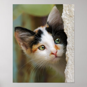 Cute Curious Cat Kitten Prying Eyes Portrait Photo Poster