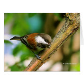Cute Curious Chestnut-Backed Chickadee Songbird (Front Horizontal)