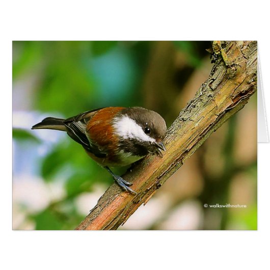 Cute Curious Chestnut-Backed Chickadee Songbird Cards (Front Horizontal)