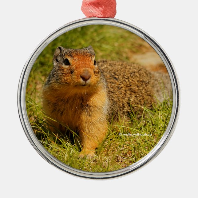 Cute Curious Columbian Ground Squirrel Metal Ornament (Front)