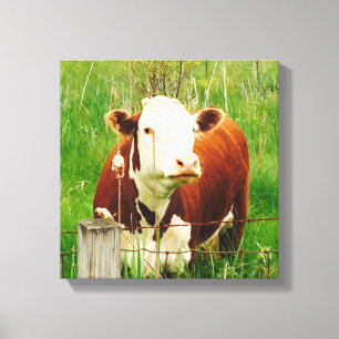 Cute Curious Cow 4Carrie Canvas Print