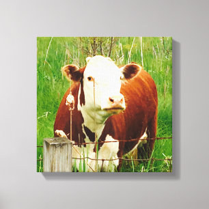 Cute Curious Cow 4Carrie Canvas Print