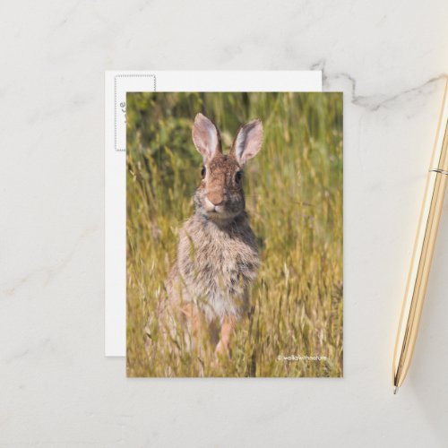 Cute Curious Eastern Cottontail Rabbit Postcard