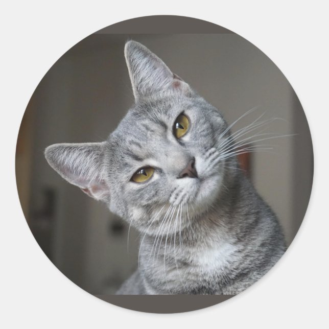 Cute Curious Grey Tabby Cat Kitten Classic Round Sticker (Front)