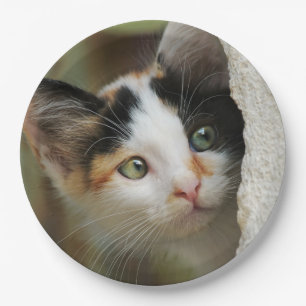 Cute Curious Kitten Prying Eyes, Happy Party Paper Plates