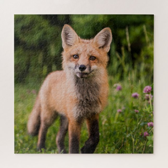 Cute Curious Red Fox Jigsaw Puzzle (Horizontal)