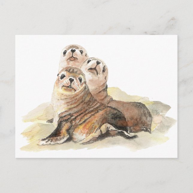 Cute Curious Seals, Watercolor Animals Postcard (Front)