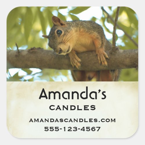 Cute  Curious Squirrel Nature Photo _ Business Square Sticker