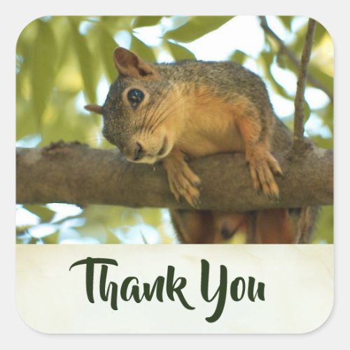 Cute  Curious Squirrel Nature Photo _ Thank You Square Sticker