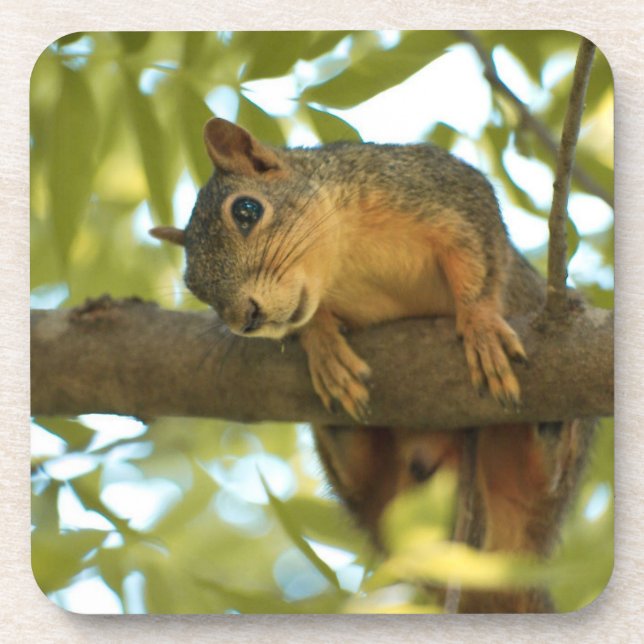 Cute & Curious Squirrel Nature Photography Beverage Coaster (Front)