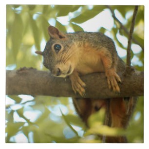 Cute & Curious Squirrel Nature Photography Ceramic Tile